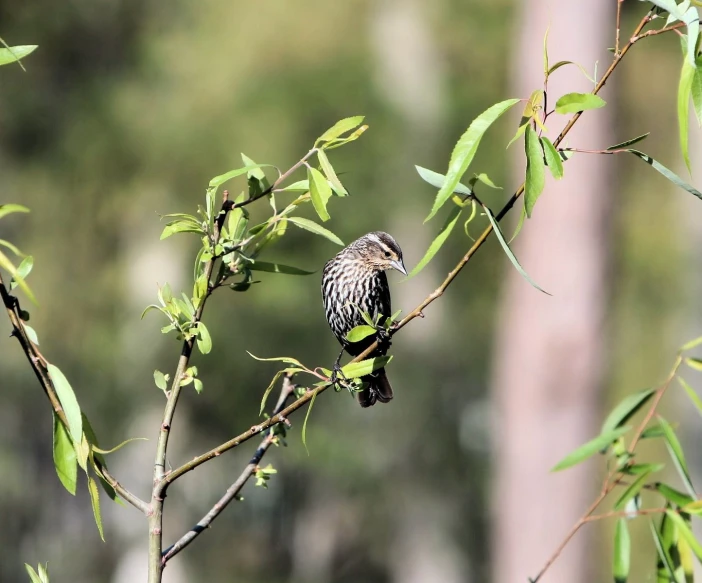 a bird perched on top of a tree nch