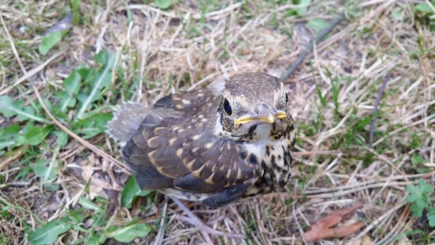 an owl sitting on the ground in a field