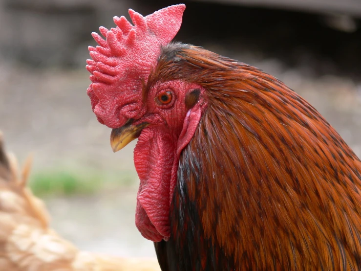 rooster standing next to other chickens on a farm