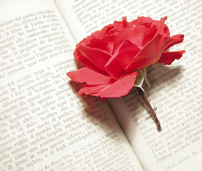 a red rose is placed on top of the open book