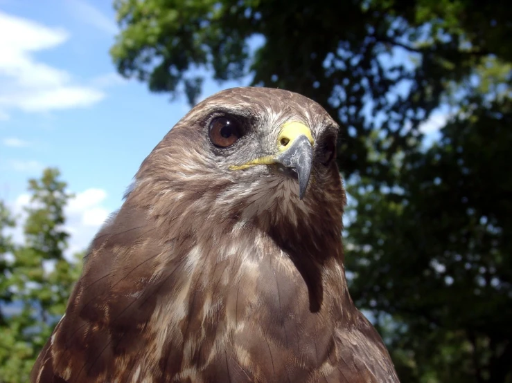 a large brown bird of prey standing on top of a green field