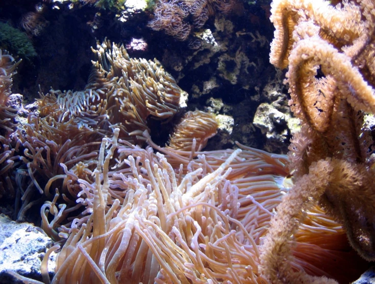 a coral and anemone grow among other coral