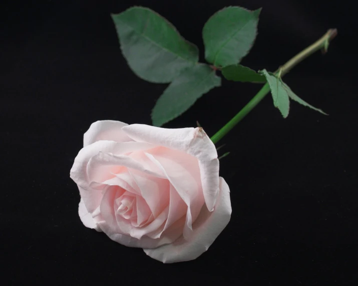the pink rose is laying down against a black background