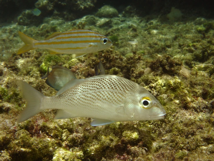 two fishes swim among green algae and a coral