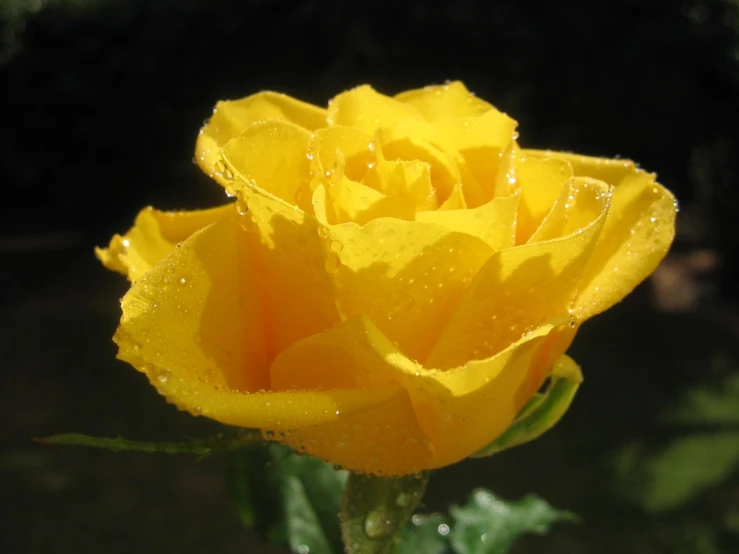 close up of a yellow rose with dewdrops on it
