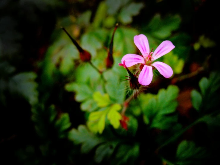 a pink flower growing out of the ground next to a green plant