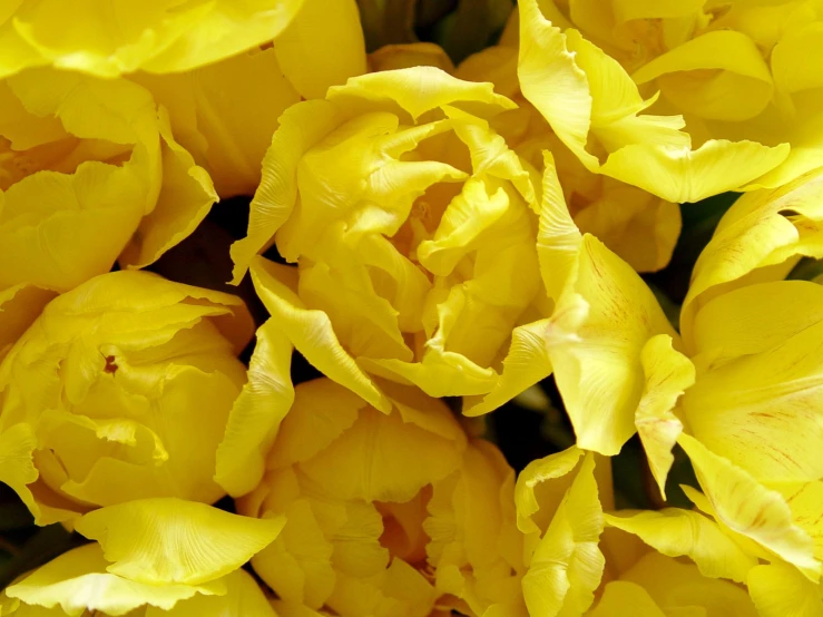 yellow flowers are grouped together in the pograph