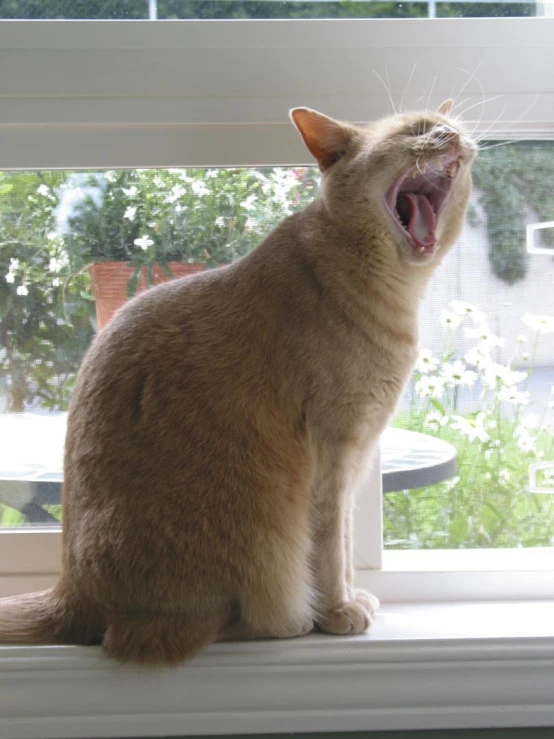 a cat yawns on a window sill