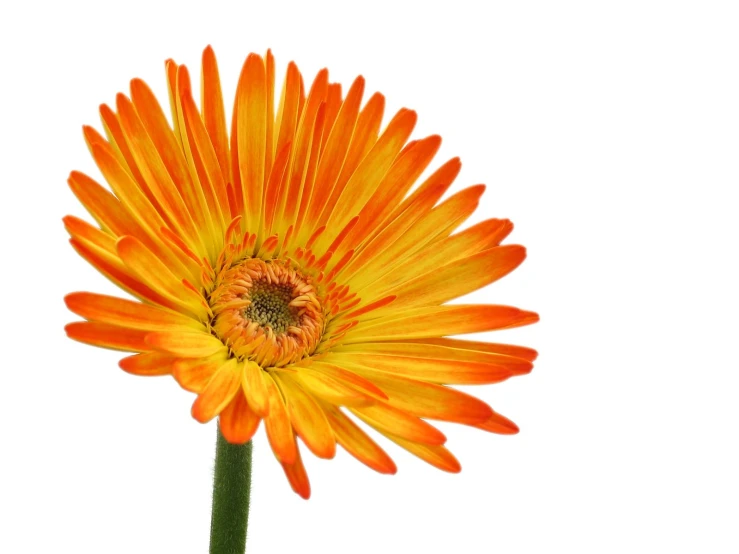 an orange flower sits in front of a white background