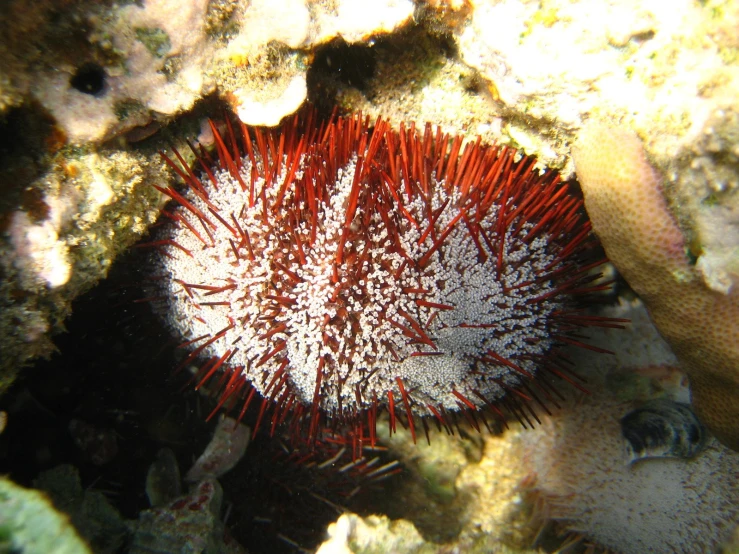 a strange looking thing is hanging in a coral