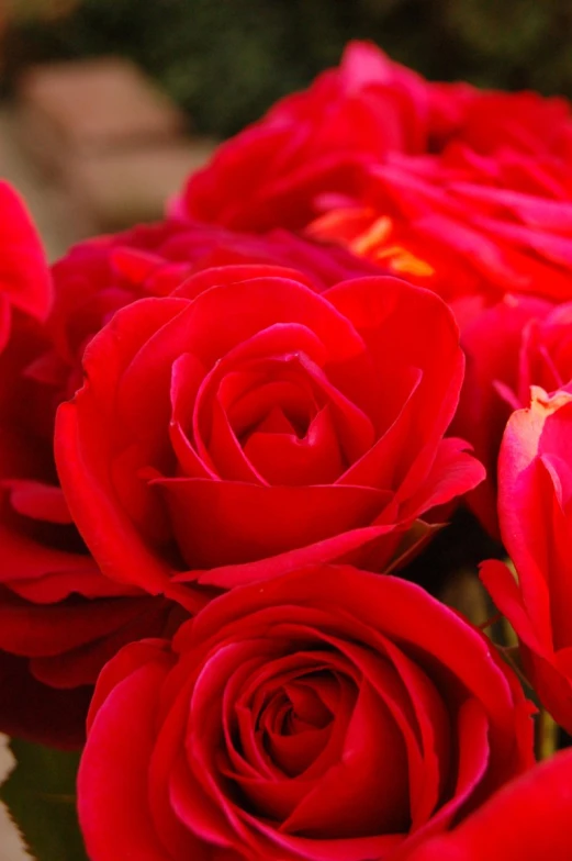 many red roses that are on display
