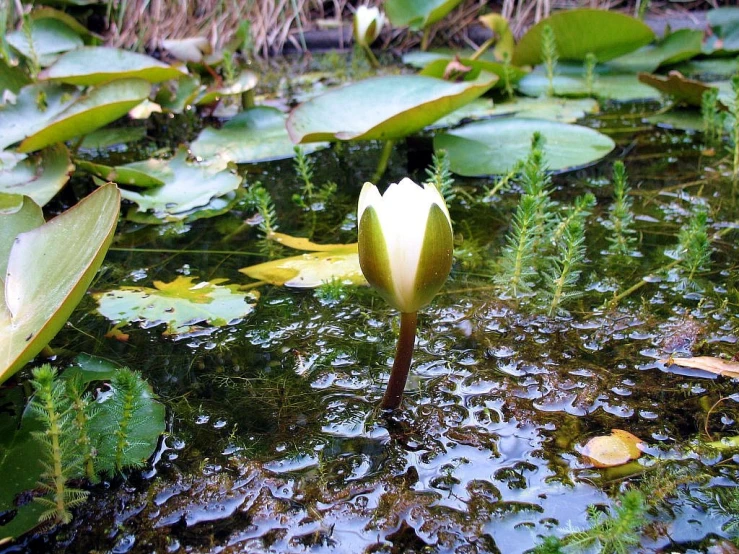 a single white waterlily in the middle of a lily pond