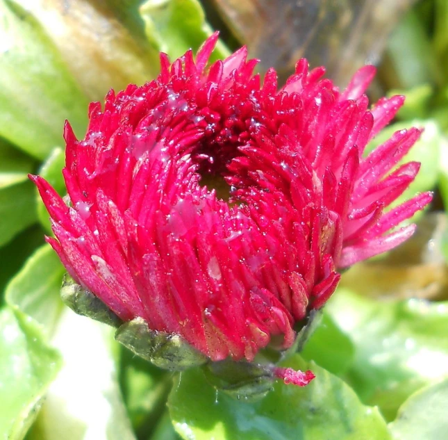 a small red flower with droplets of water on it