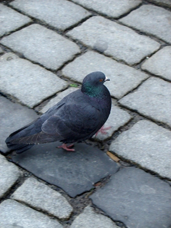 a dark colored bird sitting on the side of cobblestone walkway