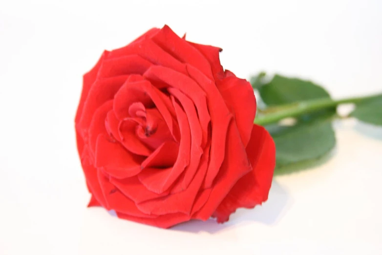 a rose with water droplets sitting on a table