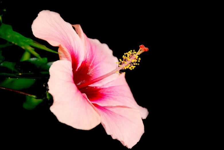 the top half of a pink flower against a black background