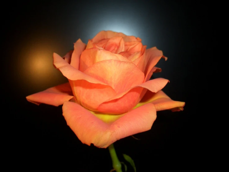 an orange rose is lit up against a black background