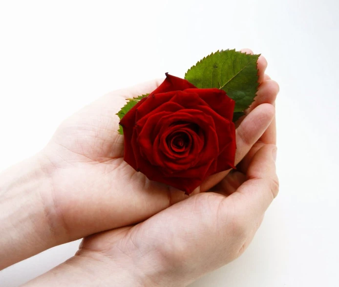 a person holding a rose in their hands