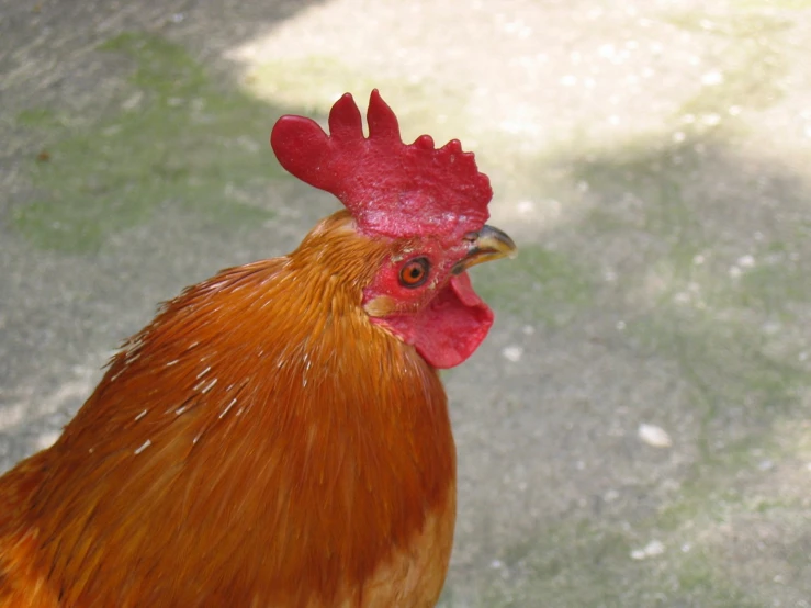 an orange chicken standing in the yard