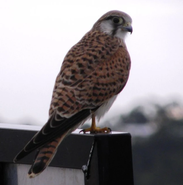 a large bird with brown and white stripes perched on the ledge