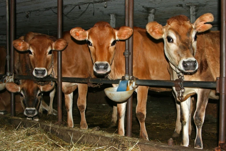 some cows are lined up in pens with hay