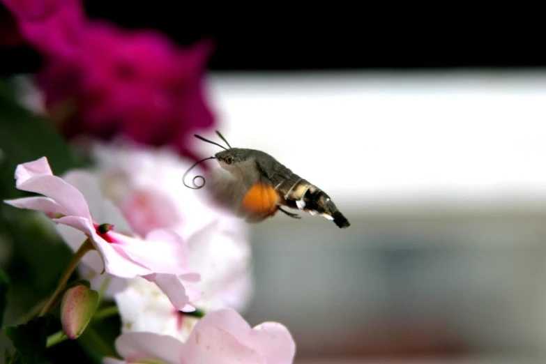 a bird flying over flowers in front of the window