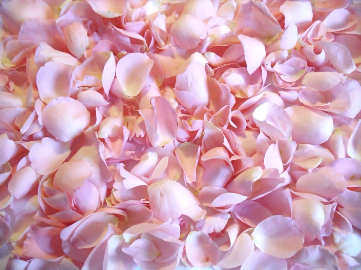 large pile of pink flowers gathered together