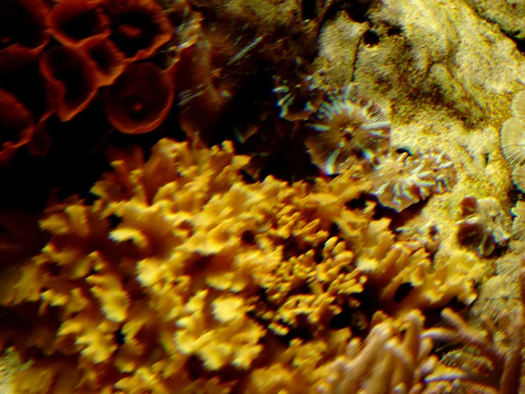 close up of a coral and anemone sea anemone