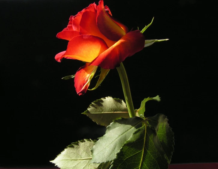 a single rose on the stem in front of black background