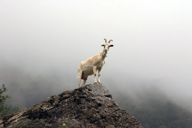 a goat stands on top of a mountain looking into the distance