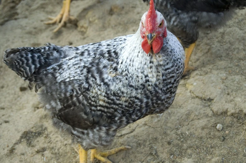 two chickens in the dirt standing side by side