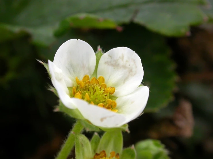 an open white flower with small yellow details