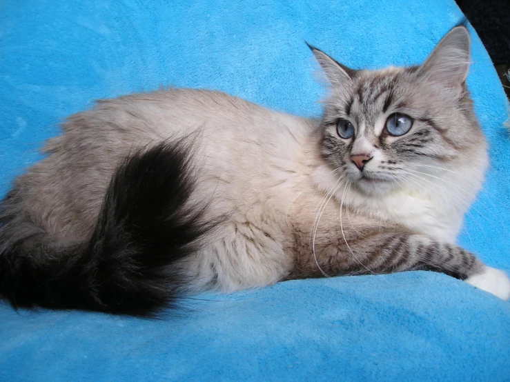 a cat laying on a blue blanket, looking at the camera