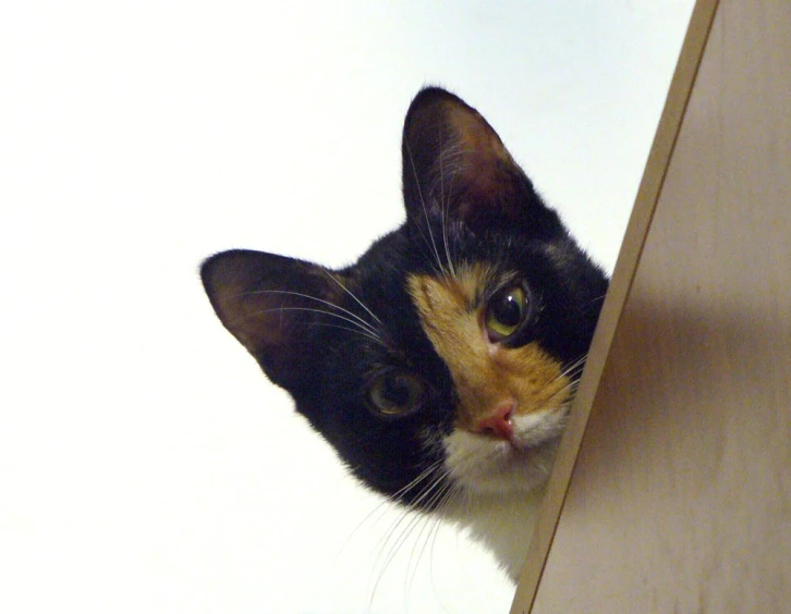 a cat staring from the edge of a wooden bench