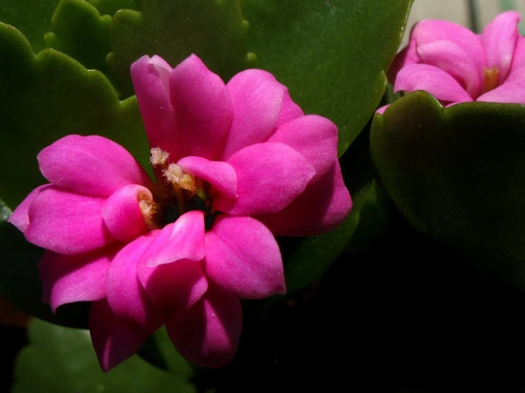 a close up of a flower on a plant