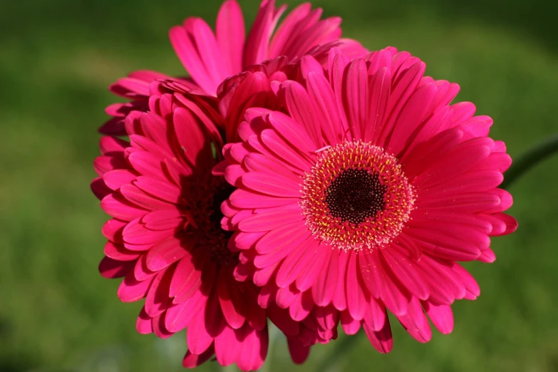 a couple of bright pink flowers in some grass