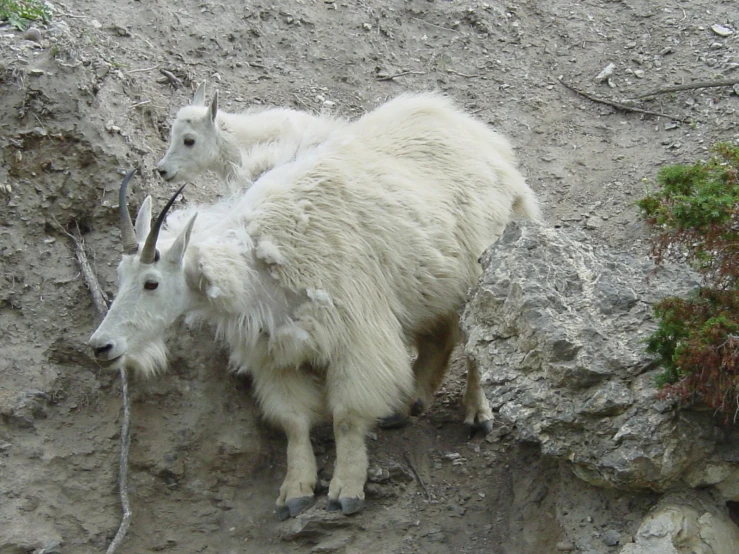 the mountain goats are looking out over the top