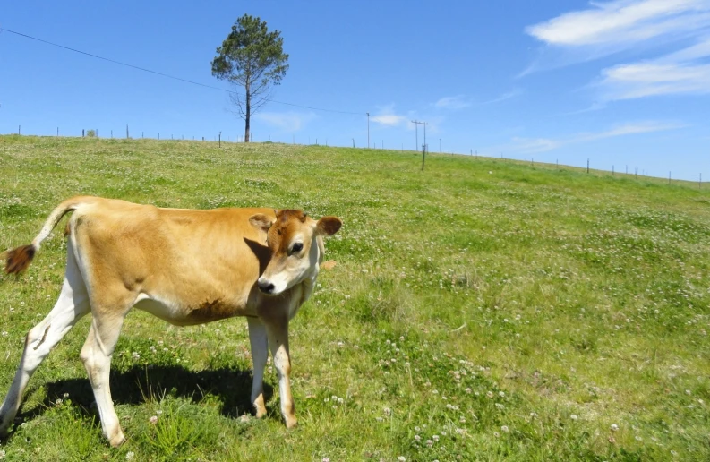 a brown and white cow on a grassy hill