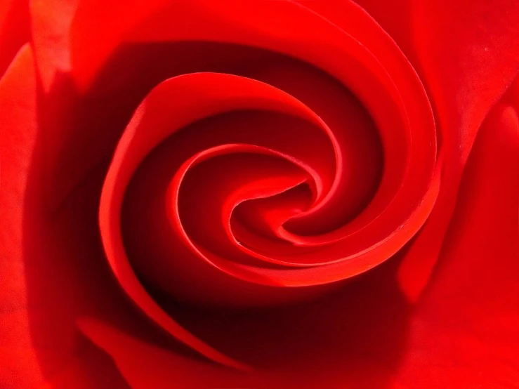 a red rose flower with a circular spiral pattern