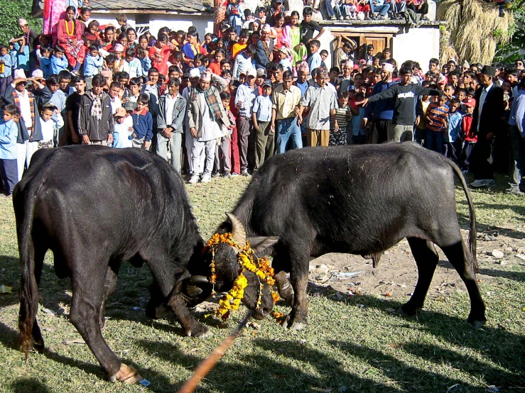 two bulls standing in grass with large crowd behind them