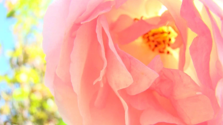 the large pink flower is open to see it's buds