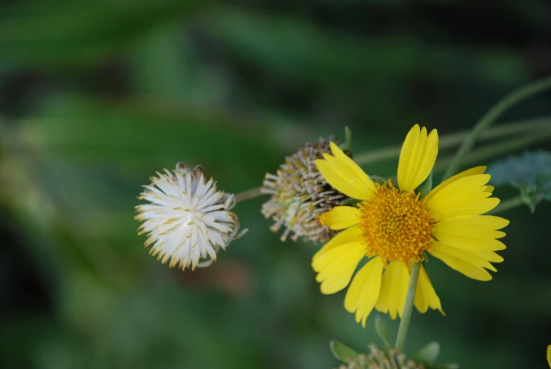 two flowers with white petals next to each other