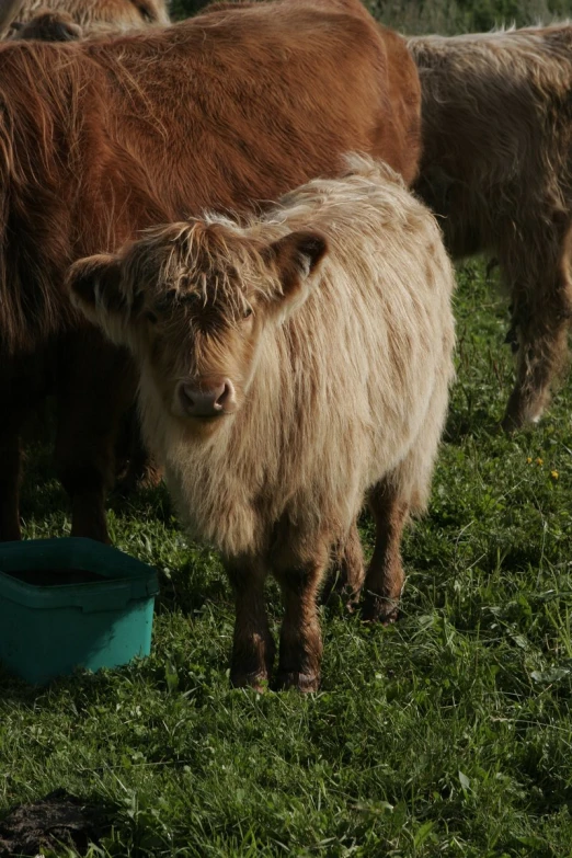 a cow is standing with two other cows in the background