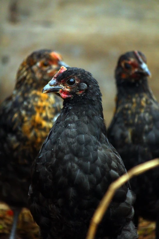 a group of four black birds with yellow eyes