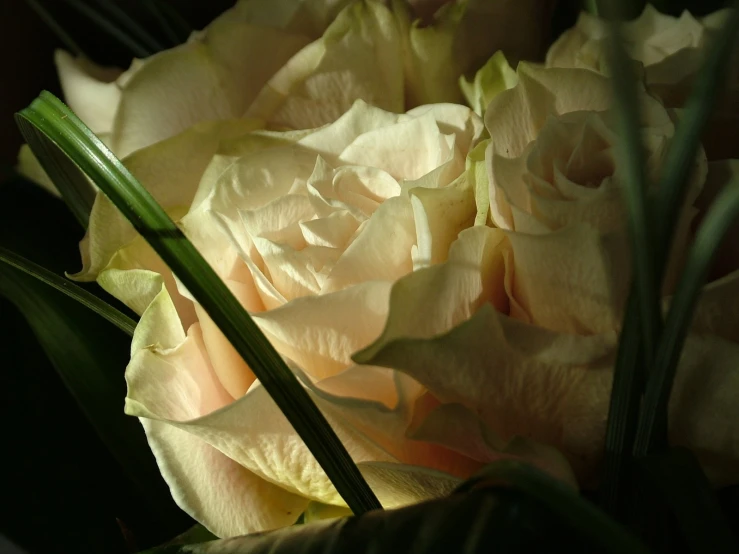 some flowers are growing in a vase on the table