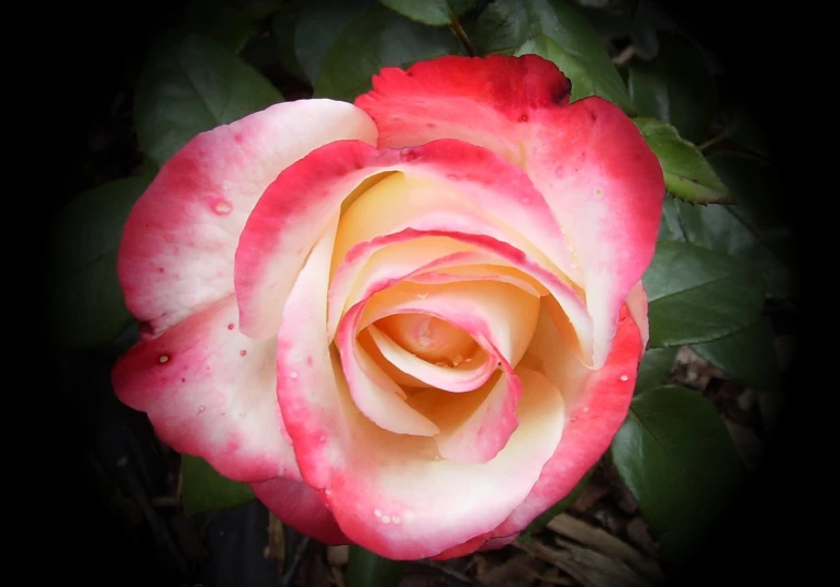 a pink and white rose with dew drops