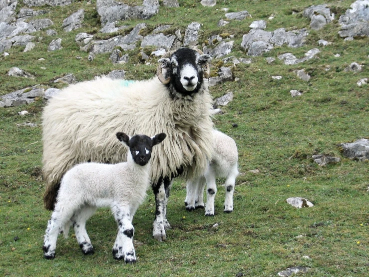 a mother sheep stands with her young one