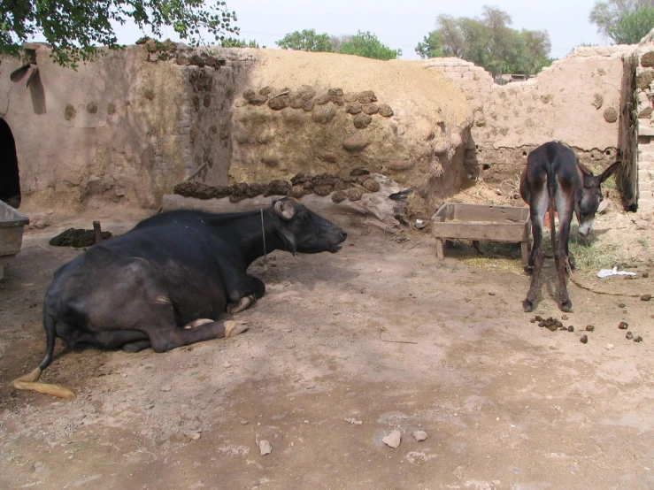 two water buffalo resting in the sand and rock enclosures