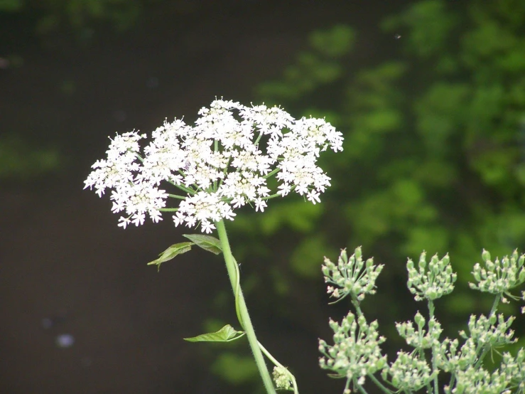 a tall white flower sits in the grass