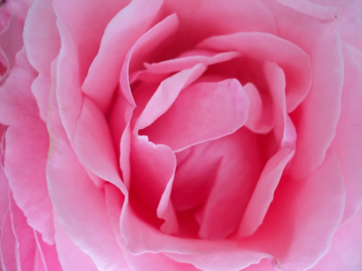 a large rose with a very large pink petals